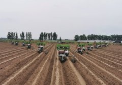 <strong>从青青田垄到四海餐桌：一棵大葱的“数</strong>